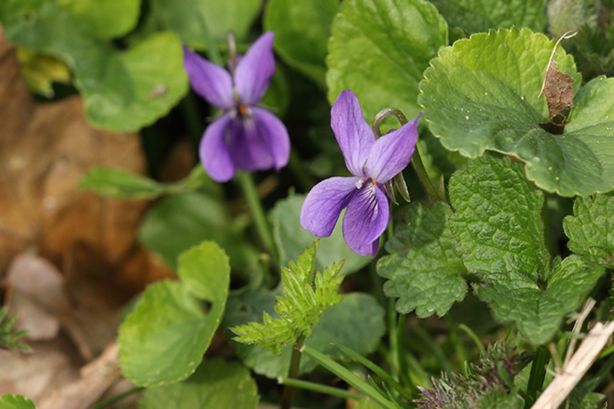 Herb Plants To Grow In Ornamental Gardens Horticulture 