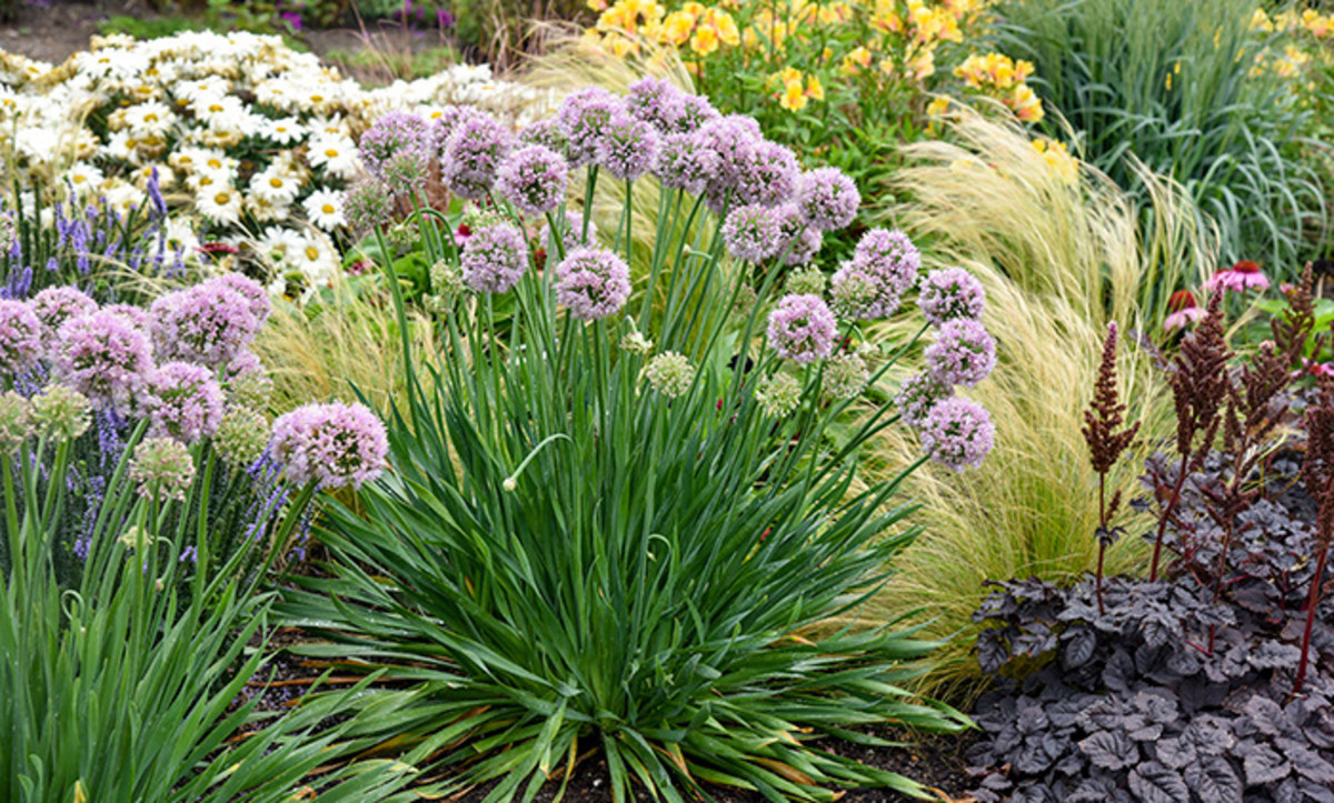 What's Special About Bubble Bath Allium - Horticulture