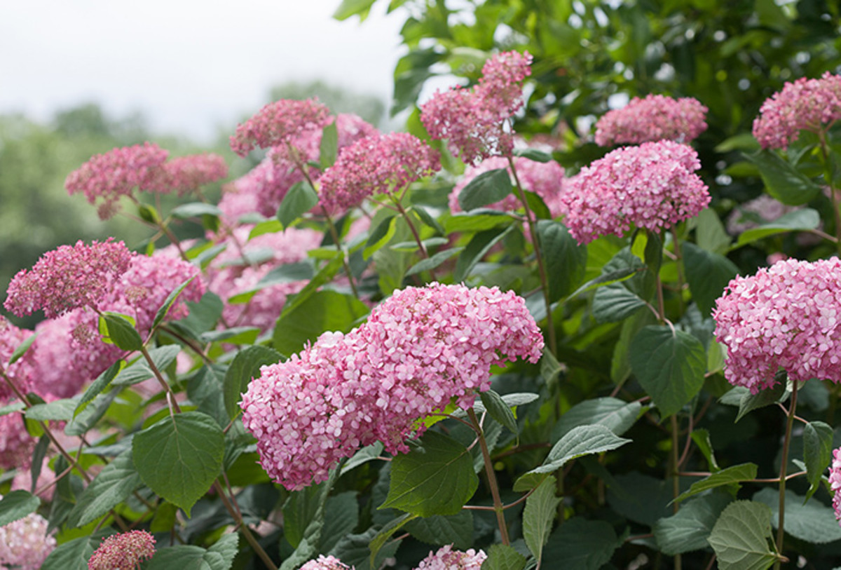 All About Gardening With Native Smooth Hydrangeas - Horticulture