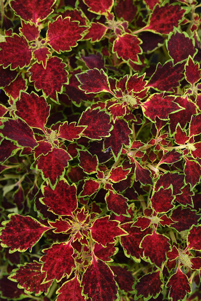 New Trailblazer Coleus Are Long Lasting Foliage Annuals Horticulture