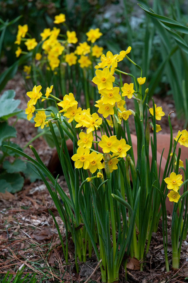 In Praise of Mini-Daffodils