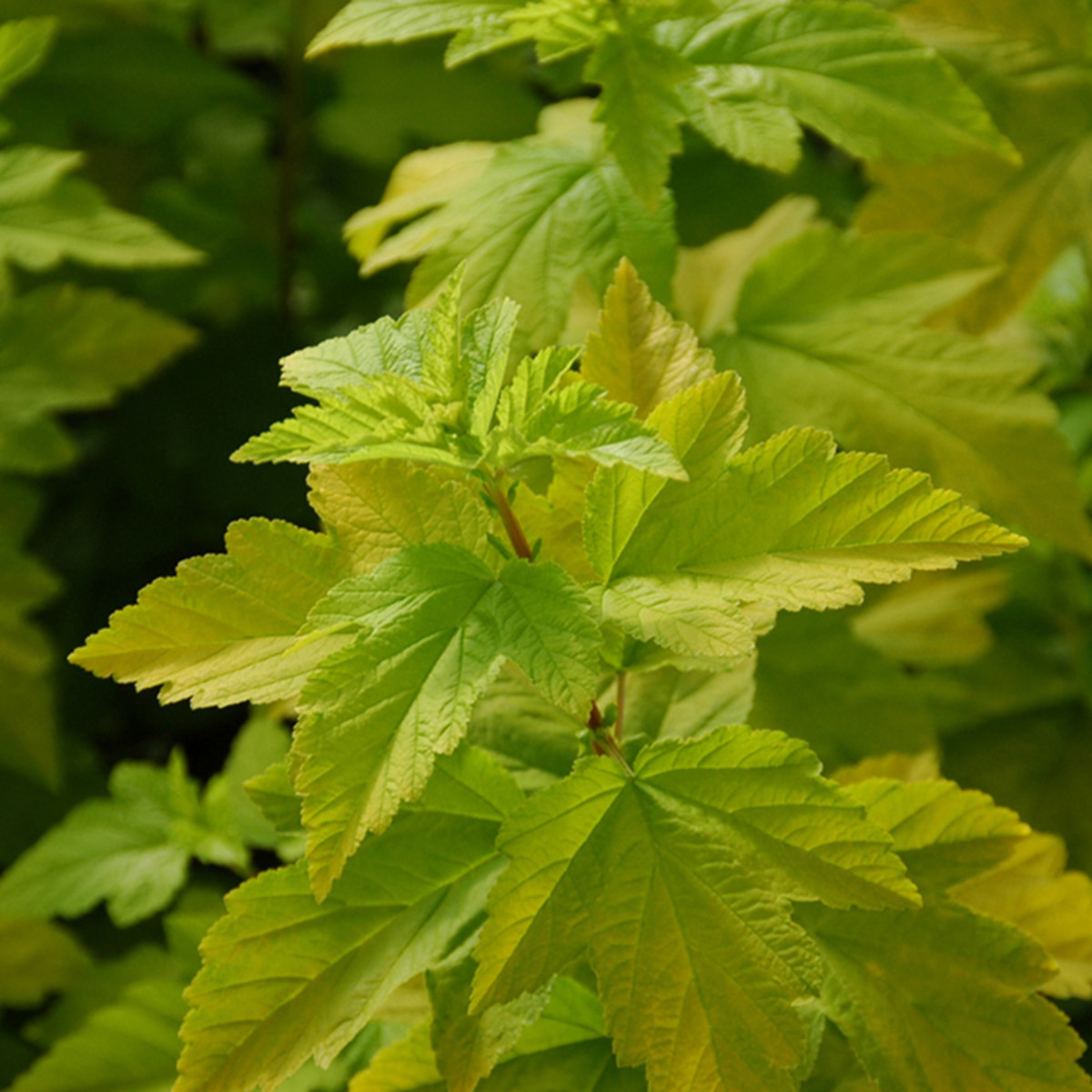 The Best Garden Plants With Chartreuse Foliage - Horticulture