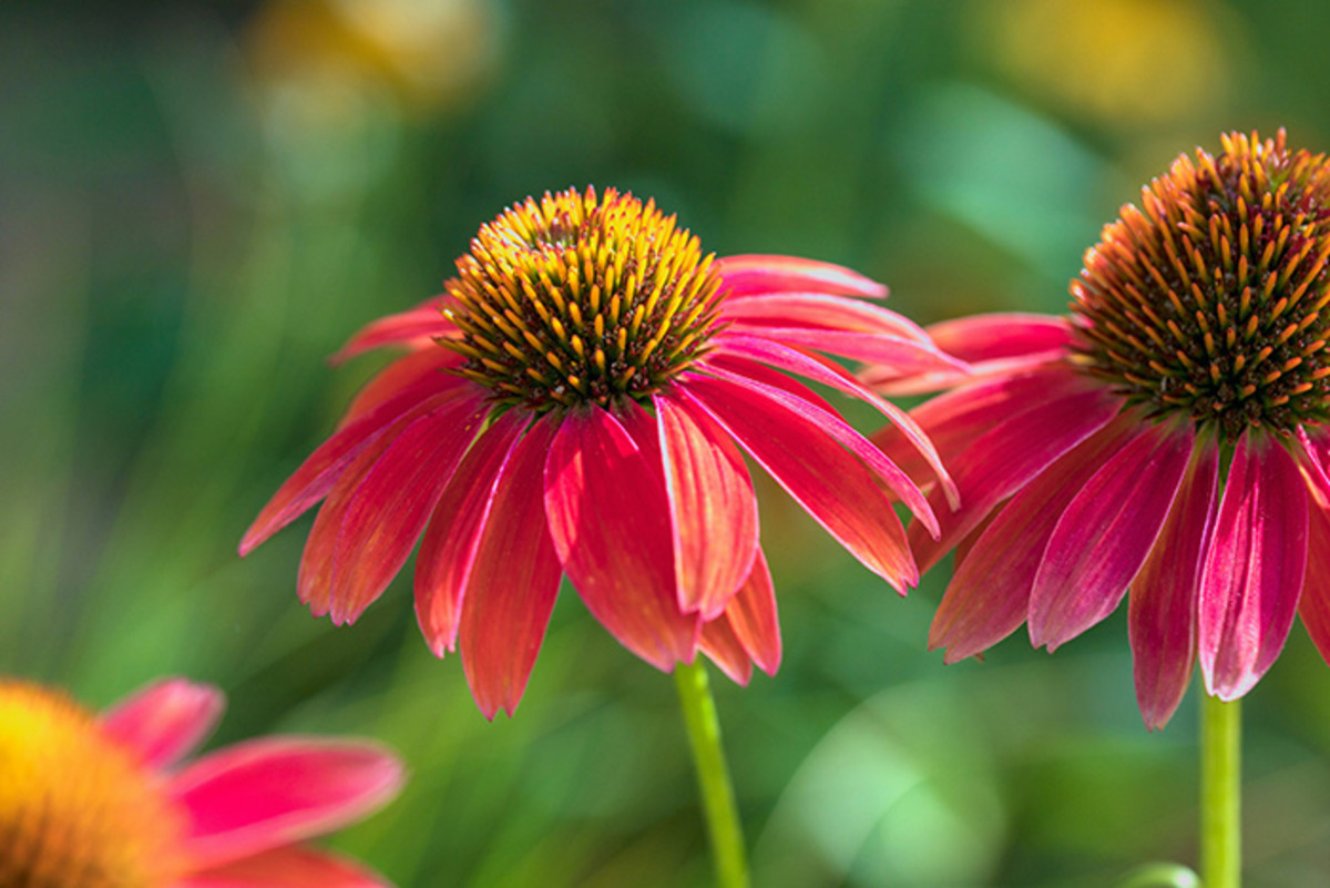 Perennials Not to Feed - Horticulture