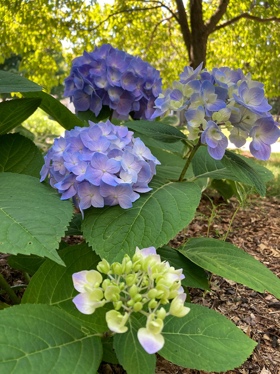 Let's Dance Sky View Hydrangea Is Pretty In Pink Or Blue - Horticulture