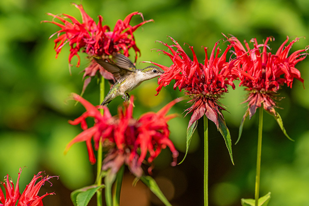 Plants and Garden Practices That Attract Hummingbirds - Horticulture