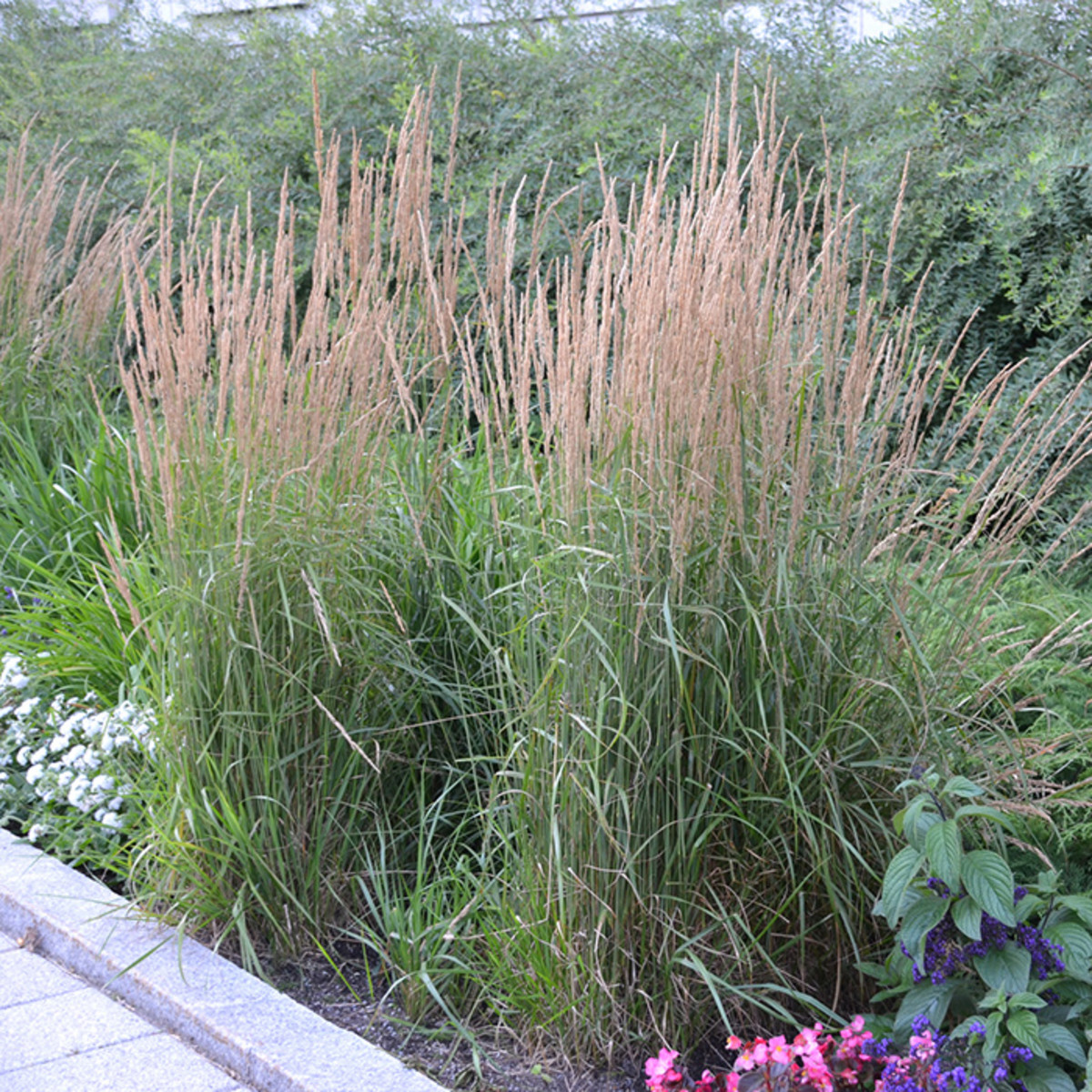 Ornamental Grasses for a Small Garden Space - Horticulture