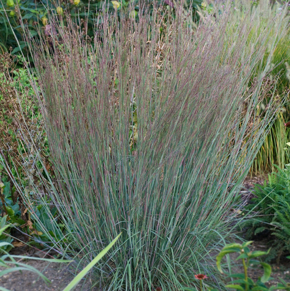 Ornamental Grasses: Advice from a Minnesota Collection - Horticulture