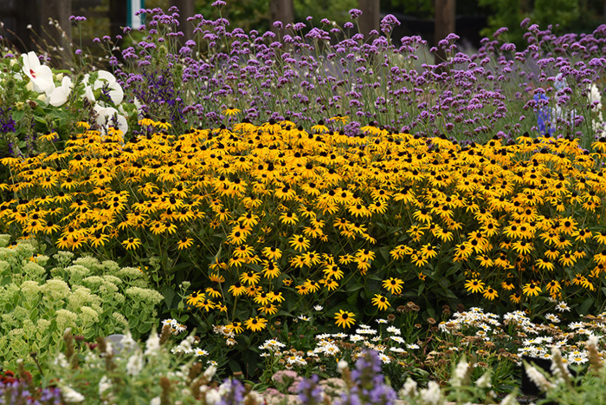 Susan, Garden