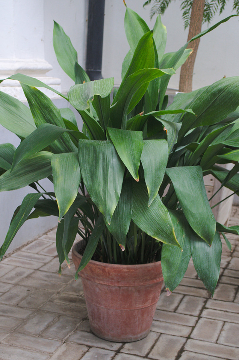 Houseplants That Can Grow in Low Light - Horticulture