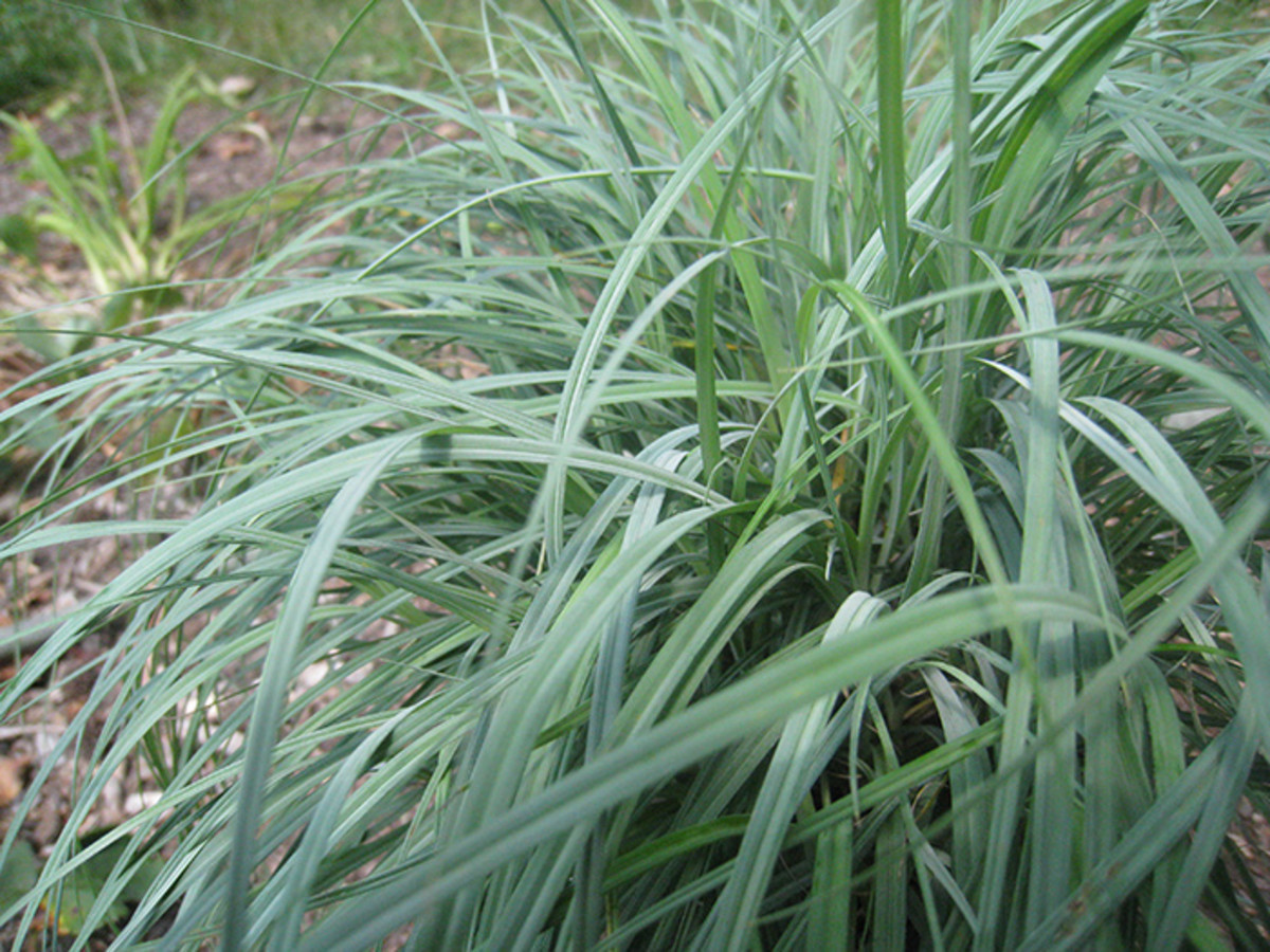 Plant Blue Zinger Sedge As a Cool-Season Ground Cover - Horticulture