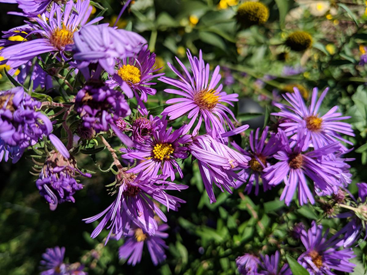 Plant Perennials and Grasses to Support Birds All Year - Horticulture