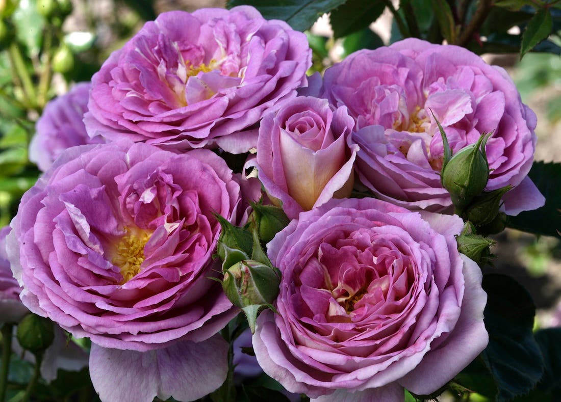 Purple-blue roses