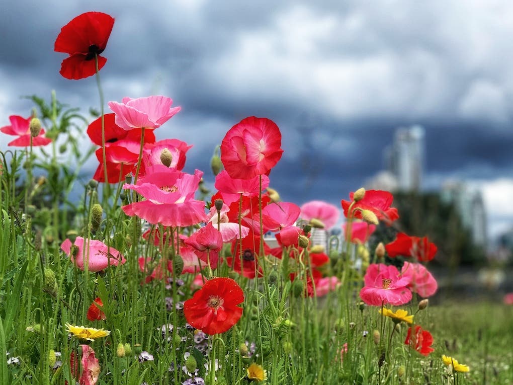 Red and pink flowers blooming in a field.