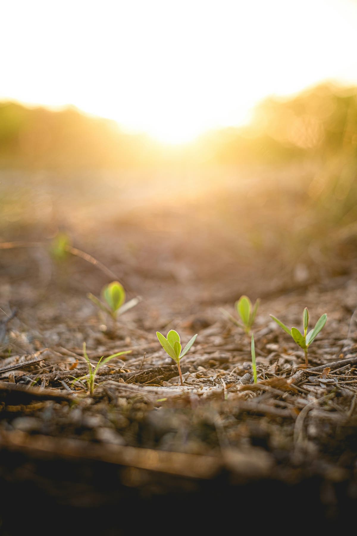 Seedlings sprouting in a garden bed