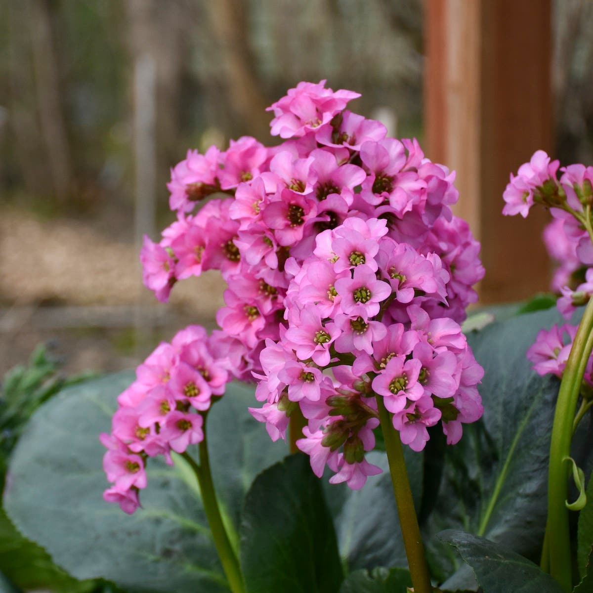 Pink flowers of 'Miss Piggy' pigsqueak or bergenia