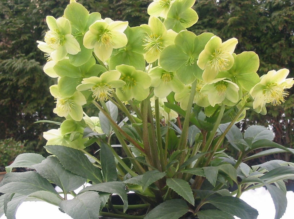 Upright flowers of 'Snow Love' hellebore, showing creamy white newer flowers and older green flowers.