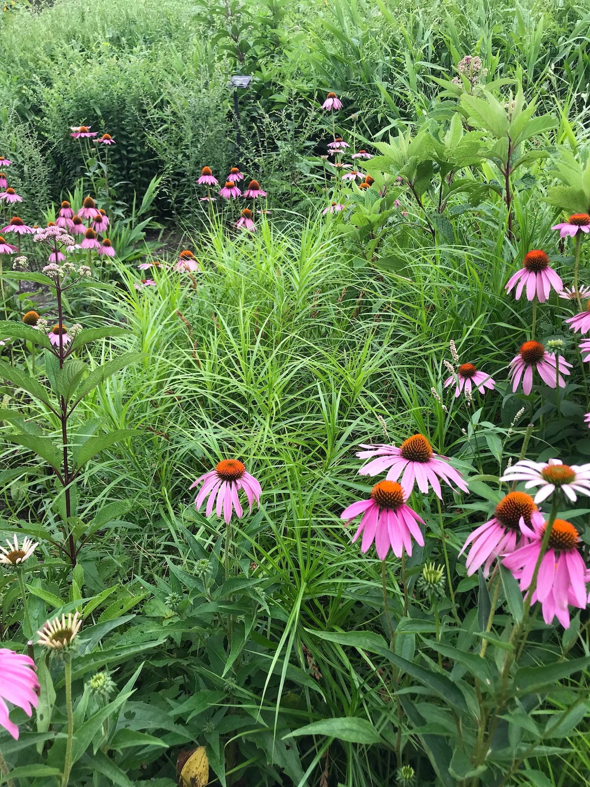 Coneflowers grow with sedges.