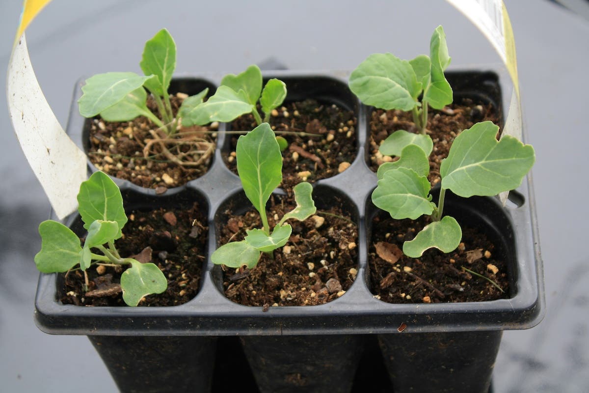 Young plants to be transplanted into the garden