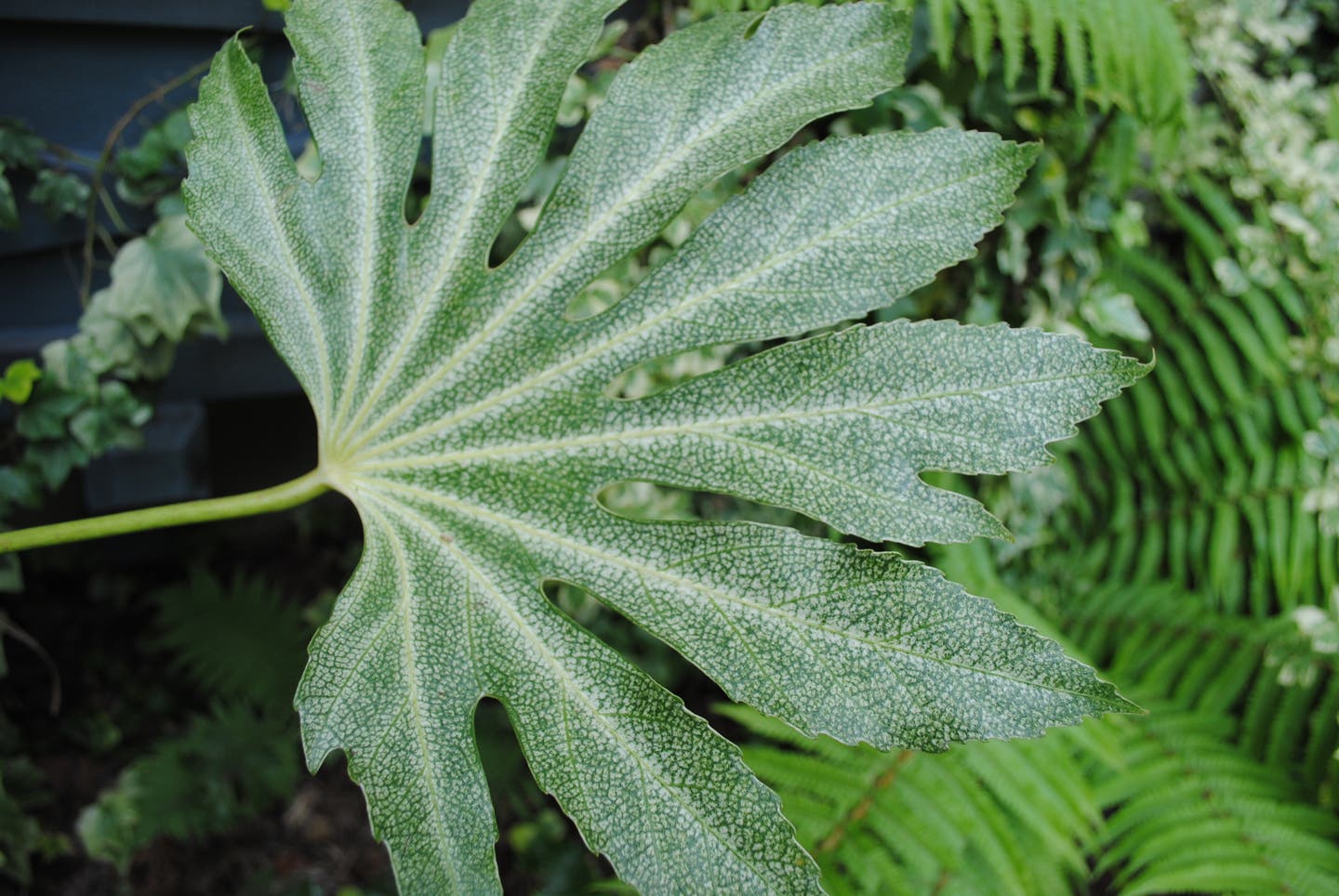 How to Use Bold Textured Plants for Outstanding Garden Design