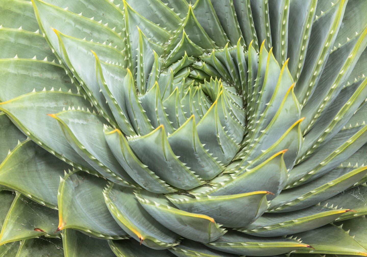 How to Save Time, Money & Water with Succulent Gardening