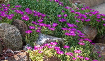 Favorite Drought-tolerant Perennial Plants