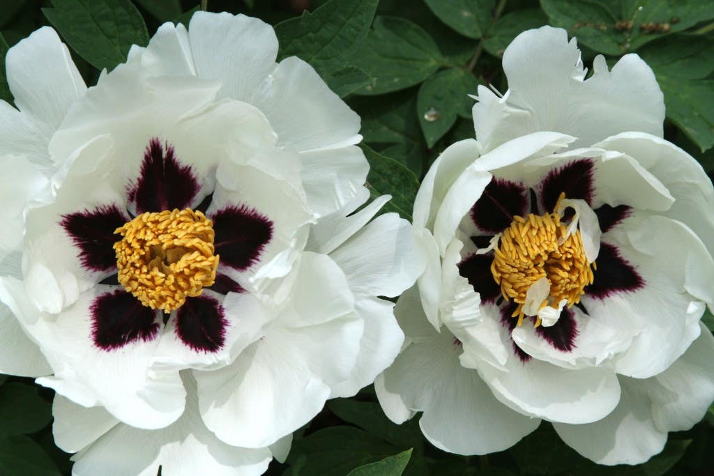 Purple Lotus: a Giant, Gorgeous Tree Peony