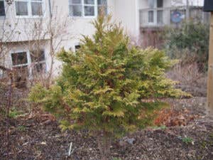 Atlantic White Cypress Offers a Range of Garden Options