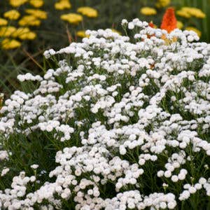 Achillea ‘Peter Cottontail’ Is a Distinctive, Different Yarrow