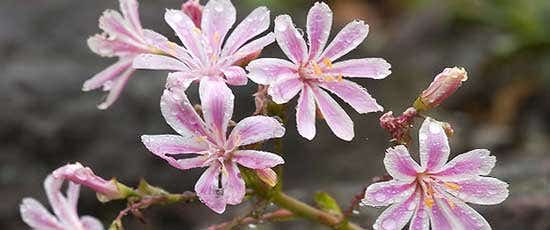 Siskiyou Lewisia