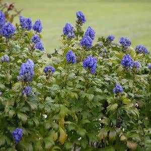 Azure Monkshood Brings Deep Color to Early Fall