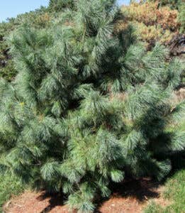 Domingo Pine Is a Rugged Blue Evergreen