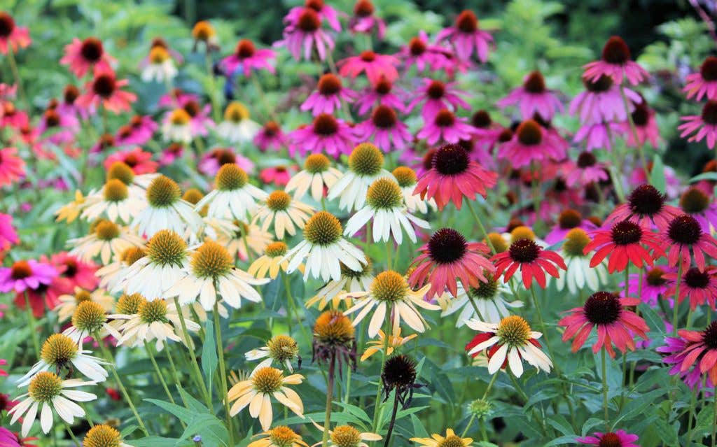 Some New Echinacea Need to Be Treated Like Annuals—What?!