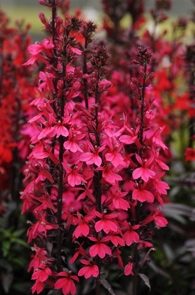 A Must-Have Lobelia