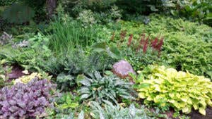 Shade Garden Foliage Perennial Plants