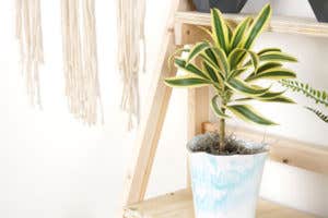 Dracaena Makes an Easy Houseplant Anywhere