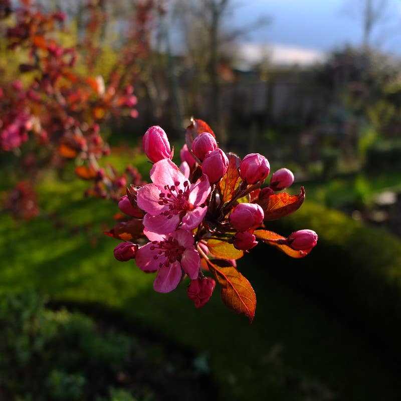 Cardinal Crab Apple Is a Fine Small Tree