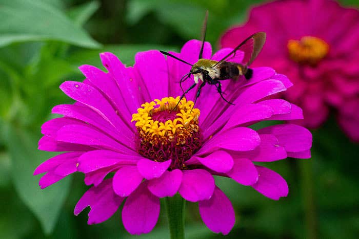 Best Plants for Pollinators, Listed by Region