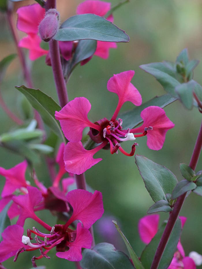 10 Native Annual Flowers to Start from Seed