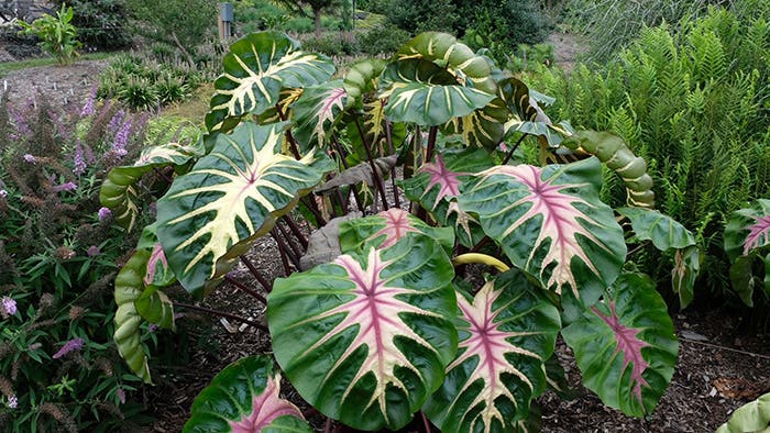 Waikiki Colocasia Stands Out with Pink Markings