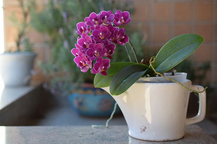 Growing Moth Orchids As Houseplants: Do’s and Don’ts