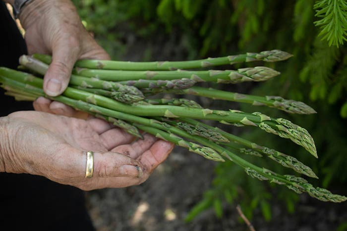 Grow Asparagus ‘Millennium’ for a Long-Lived Vegetable Crop