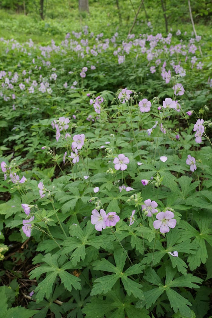 Using Perennial Plants As a Living Green Mulch