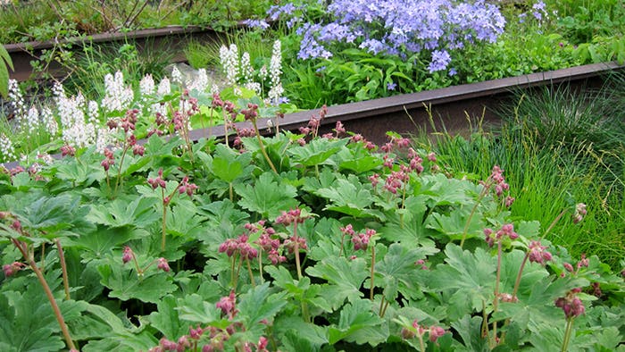 Perennials to Grow in Gardens with Dry Shade