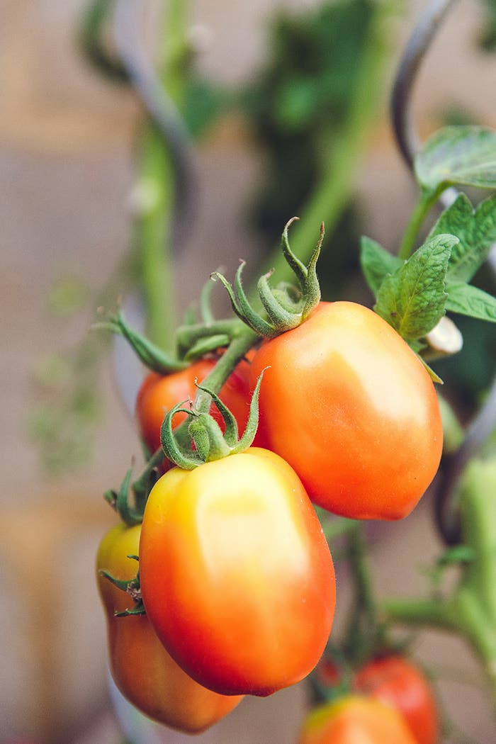 The Three Keys to Growing Great Tomatoes