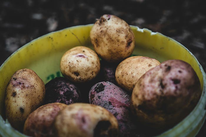 Niki Jabbour’s Tips for When to Harvest Vegetables