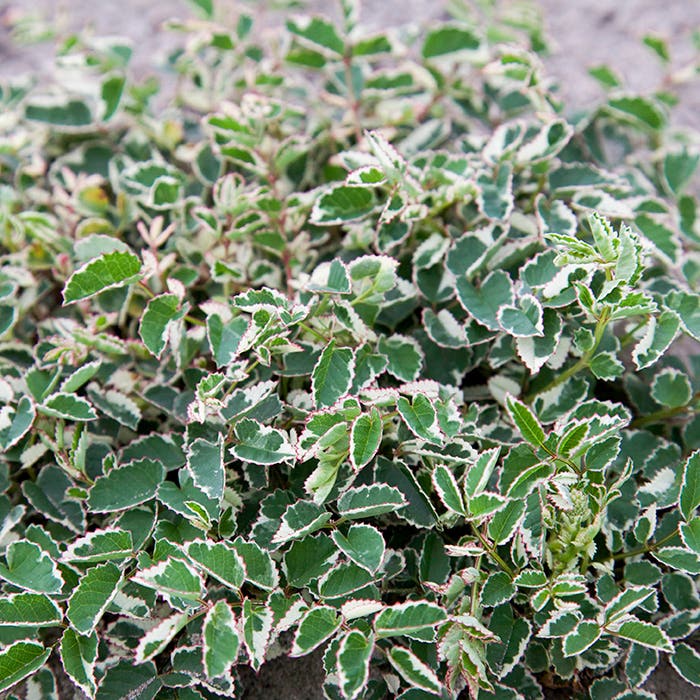 Little Angel Burnet Is a Cute Perennial for Containers