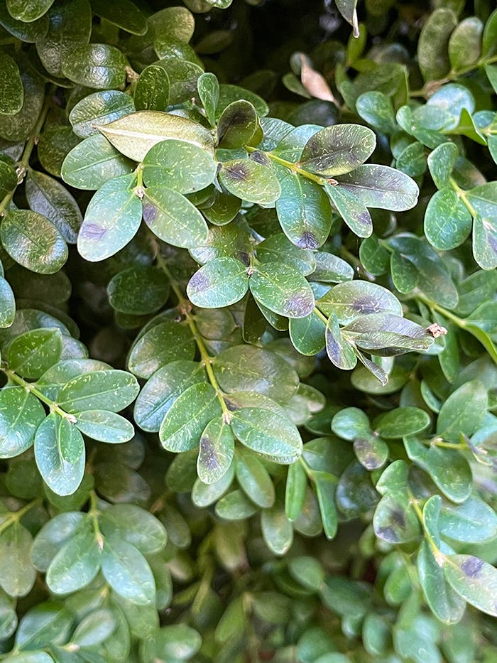 Boxwood Blight: What Is It and How to Avoid It