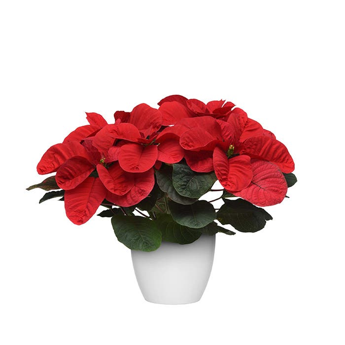 Christmas Mouse Poinsettia Is a Cute, Quirky Variety