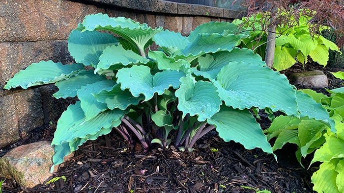 The 2025 Hosta of the Year: Skywriter