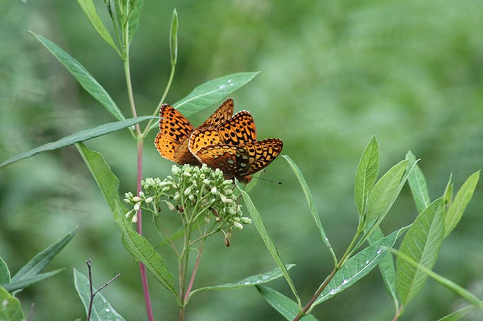 Holistic Gardening Creates a Space That Supports Wildlife